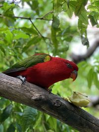 Close-up of parrot perching on branch