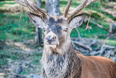 Portrait of deer