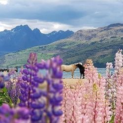 Scenic view of field by mountains against sky