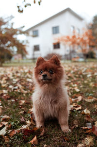 Portrait of dog on field