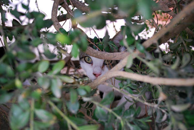 Half-hidden cat in a bush.