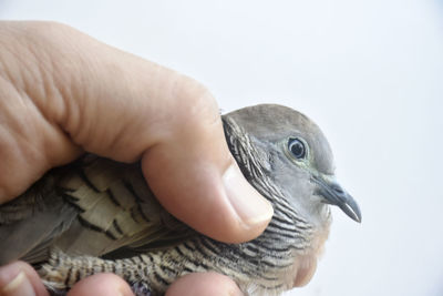 Close-up of hand holding bird