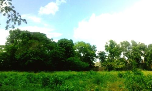 Trees in forest against sky