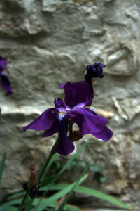 Close-up of purple crocus blooming outdoors