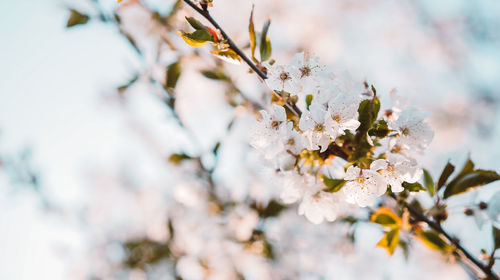 Close-up of cherry blossom tree