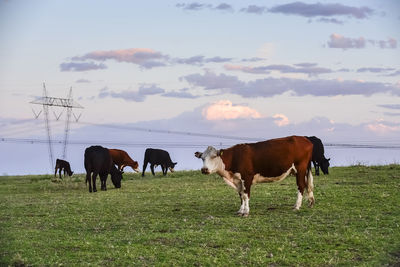 Cows grazing on field against sky