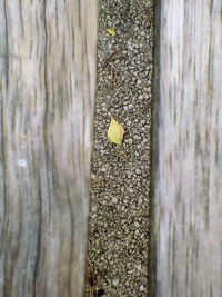 Close-up of lichen on tree trunk