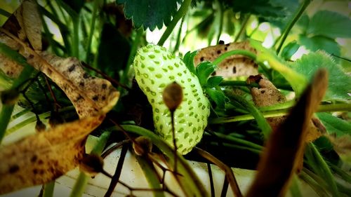 Close-up of green plants against blurred background