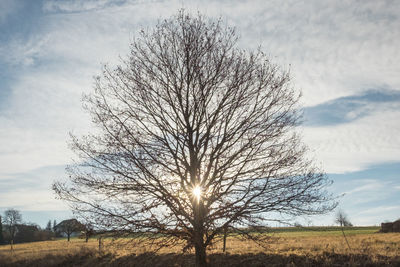 Bare tree on field against sky