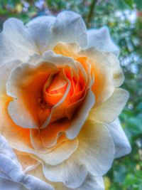 Close-up of rose flower