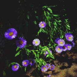 Close-up of purple flowers blooming outdoors