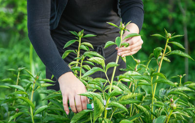 Midsection of gardener trimming plants