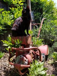 Cat sitting on plant