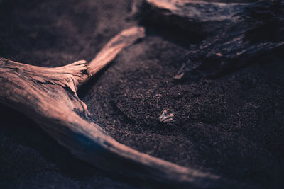 High angle view of dry leaf on wood