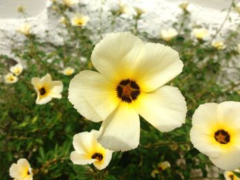 Close-up of yellow flowers