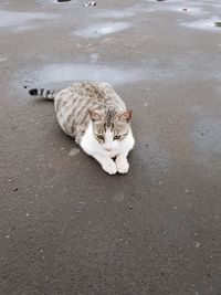 High angle view of a cat on road