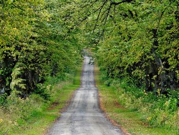 Footpath in forest