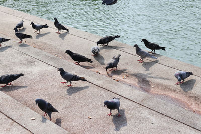 High angle view of pigeons perching on a lake
