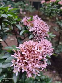 Close-up of pink flowering plant