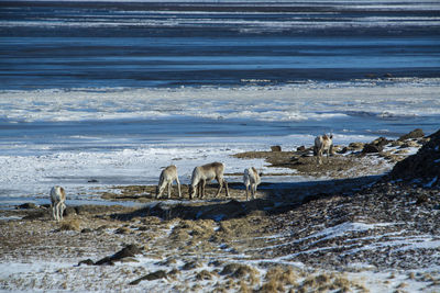 Herd of reindeer in iceland in spring