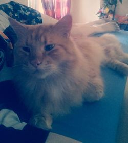 domestic cat