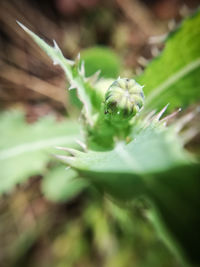 Close-up of insect on flower