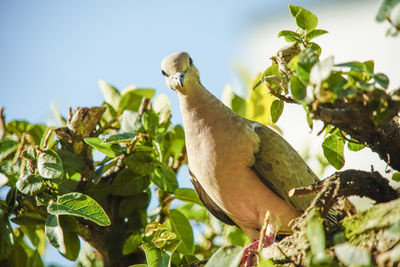 Low angle view of bird perching on branch