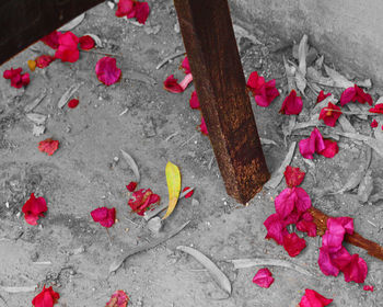 Close-up high angle view of flowers