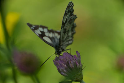 Close-up of butterfly pollinating on flower