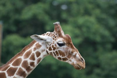 Close-up of a giraffe