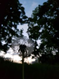 Close-up of dandelion against sky