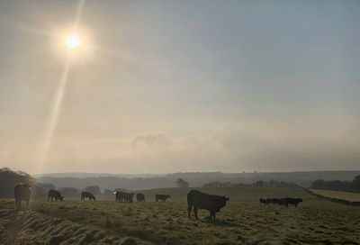 Horses grazing in a field