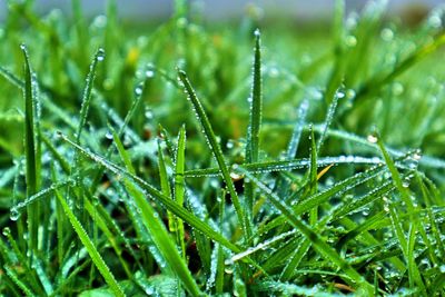 Close-up of wet grass during rainy season