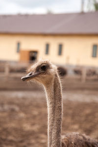 ostrich