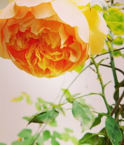 Close-up of orange rose