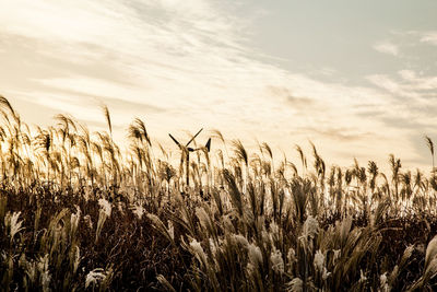 Scenic view of field against cloudy sky