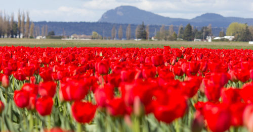 Red tulips in field