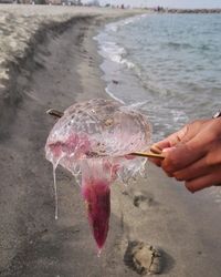 Close-up of hand holding fish at beach