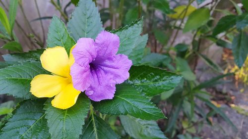 Close-up of yellow flower blooming outdoors