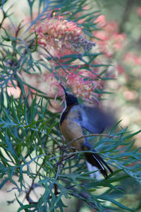 Bird perching on plant