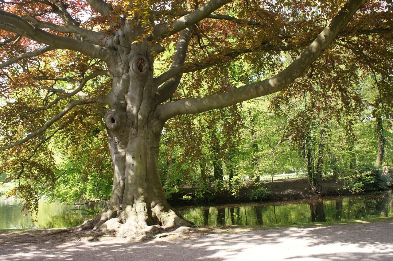 tree, tree trunk, branch, growth, tranquility, nature, tranquil scene, beauty in nature, scenics, green color, forest, water, day, sunlight, park - man made space, idyllic, outdoors, shadow, non-urban scene, no people