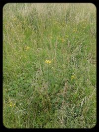 Plants growing on grassy field