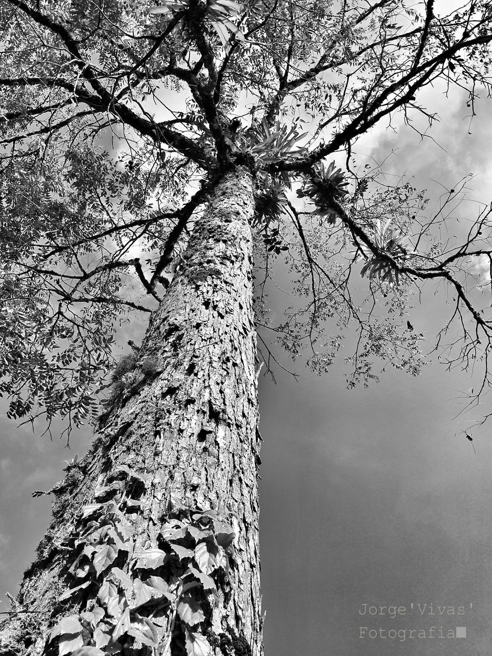 branch, tree, bare tree, low angle view, sky, nature, tree trunk, outdoors, day, tranquility, growth, built structure, building exterior, no people, architecture, beauty in nature, silhouette, clear sky, cloud - sky, tall - high