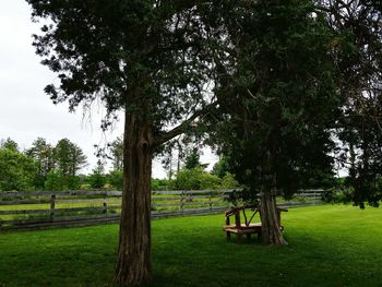 Trees on grassy field