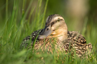 Close-up of duck on field