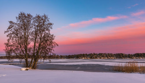 Trees on snow covered landscape against sky during sunset