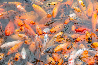 View of fish swimming in sea