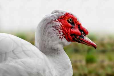 Close-up of a white duck