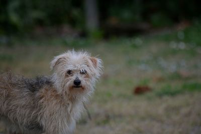 Close-up portrait of dog