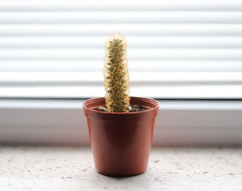 Close-up of potted plant on table